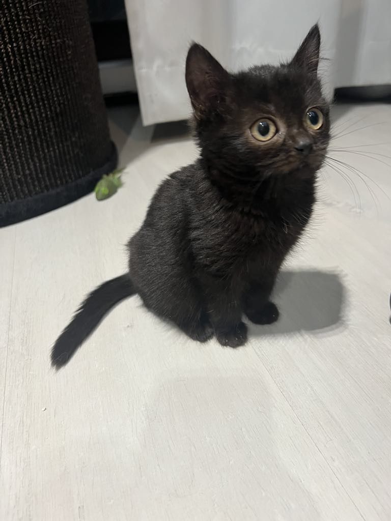 Czarny kotek przy drapaku w przychodni Zvet